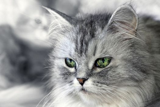 Portrait of a cat close-up. 