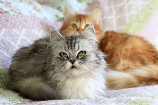 Two domestic cats are resting together