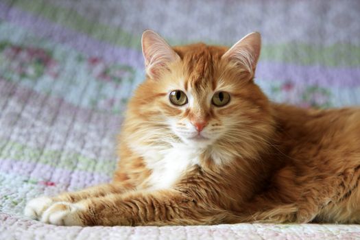 Portrait of a young red-haired cats