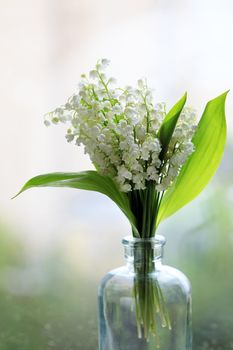 Bouquet of Lilies of the Valley isolated on dim background.