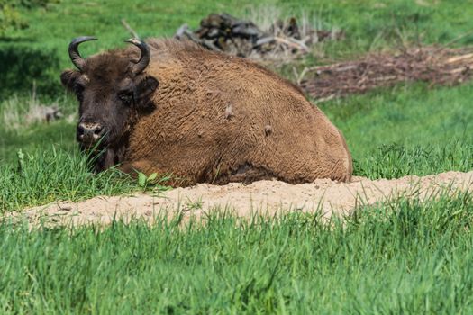 Bison in glacial wild reserve in the Neander Valley in a green meadow