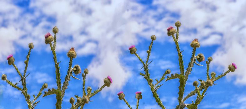 The milk thistle (Silybum marianum) blooming in front of a blue sky