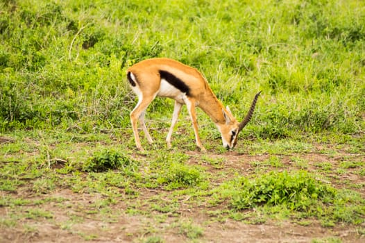 Thomson gazelle grazing in the savannah of ambosseli park in Kenya