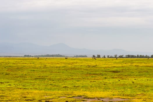 View of a pond and a hill in the savannah of Amboseli Park