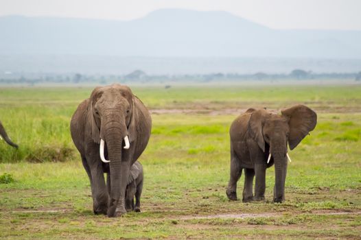 Elephant family in the savannah countryside of Amboseliau Park Kenya