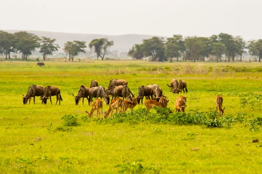 Wildebeest and Impala herds graze side by side in the savannah of Amboseli Park in Kenya