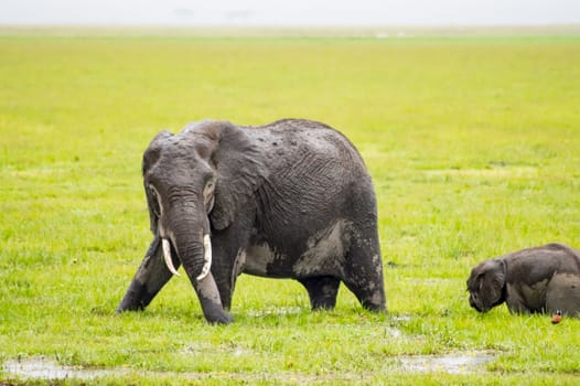 Elephant half immersed in the marshes of Amboseli Park in Kenya