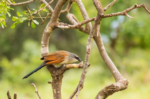 Burchell Cuckoo sitting on a branch with a butterfly in beak in Amboseli Park in Kenya