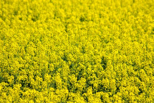 blooming yellow rapeseed field, shooting sunny summer day