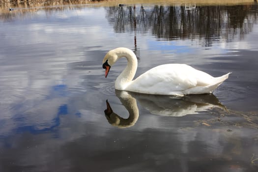 white swan on the lake, looks at his reflection in the water.