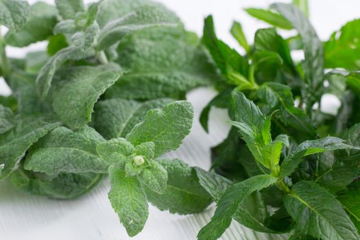 Green herbal mix of fresh mint and melissa herbs on white wooden background