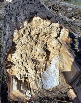 trunk of a broken tree, you can see the structure of the fracture, surface texture, annual rings, fibers