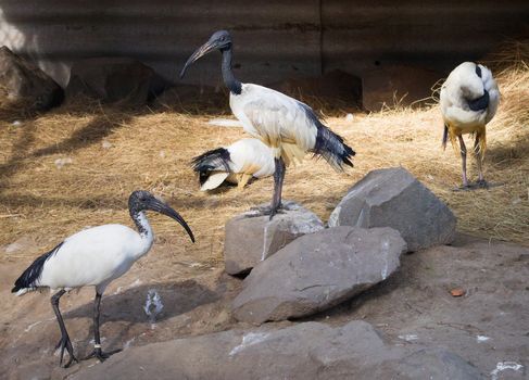 Flock of three black-headed threskiornis ibises standing, walking and sitting near water-place in zoological garden