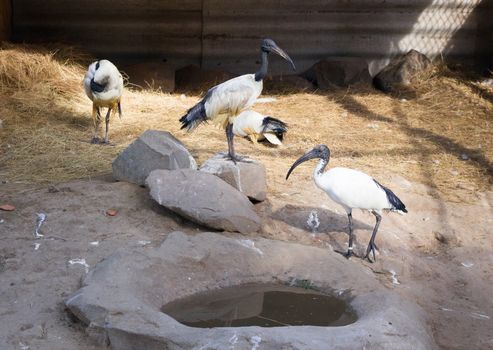 Flock of three black-headed threskiornis ibises standing, walking and sitting near water-place in zoological garden
