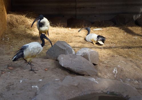 Flock of three black-headed threskiornis ibises standing, walking and sitting near water-place in zoological garden