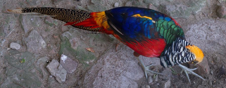 Close view of bright multiicolored forest bird golden pheasant