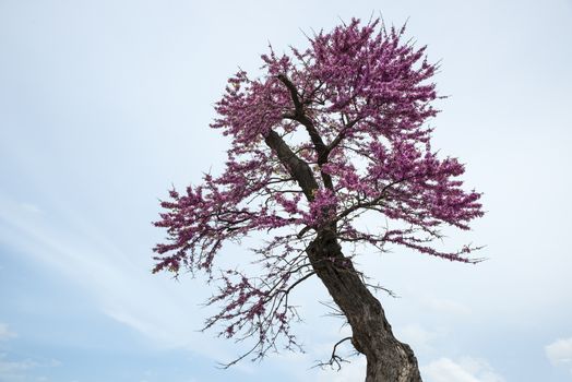 beautifull flowering blossom in the judas tree on sardinia in Italy in springtime