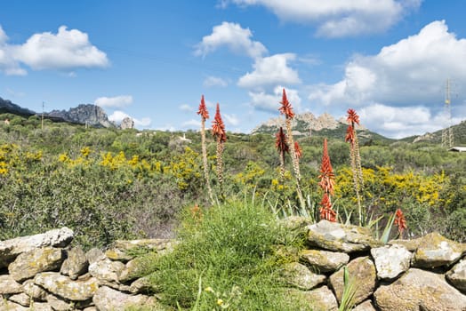 alow vera flowers on the italian island of sardinia