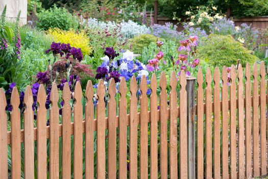 Wood Picket Fence in backyard colorful flower garden in spring season