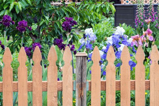 Wood Picket Fence in backyard garden with colorful Iris flowers in bloom during spring season