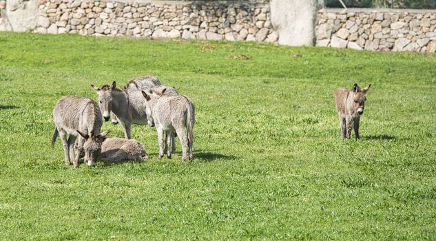 donkey farm on the island sardinia belonging to Italy near san pantaleo