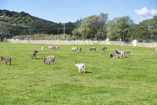donkey farm on the island sardinia belonging to Italy near san pantaleo