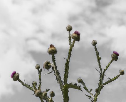 The milk thistle (Silybum marianum) blooming in front of a blue sky