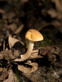 close up small brown cap mushroom on woodland floor macro; essex; england; uk