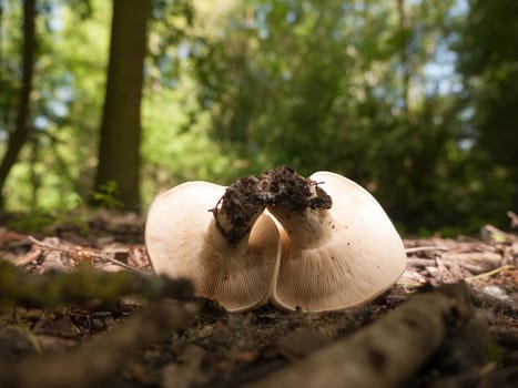 close up white cap st george's mushroom - Calocybe gambosa; essex; england; uk