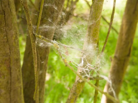 close of white spider fluff spring hanging tree branches texture danger; essex; england; uk