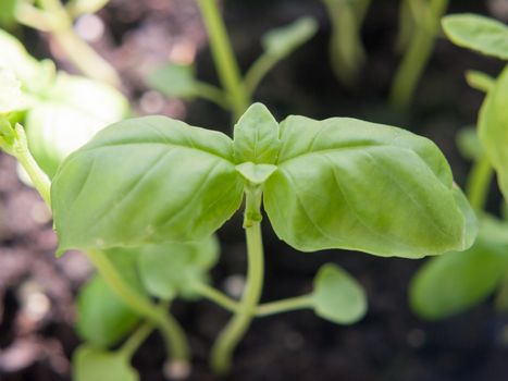 close up of growing herb basil green sprout macro leaf head; essex; england; uk