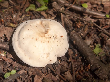 close up white cap st george's mushroom - Calocybe gambosa; essex; england; uk