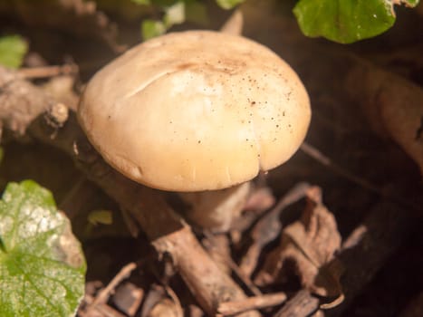 close up white cap st george's mushroom - Calocybe gambosa; essex; england; uk