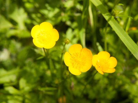 close up of beautiful spring yellow buttercup flower heads; essex; england; uk