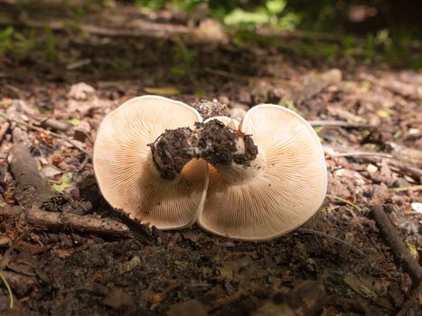 close up white cap st george's mushroom - Calocybe gambosa; essex; england; uk