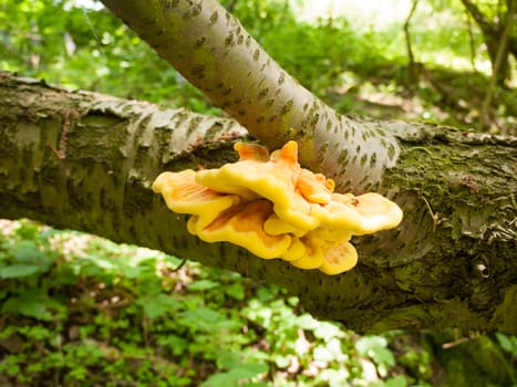 Close up chicken of the woods, sulphur shelf on bark - Laetiporus sulphureus; essex; england; uk