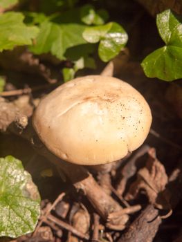 close up white cap st george's mushroom - Calocybe gambosa; essex; england; uk