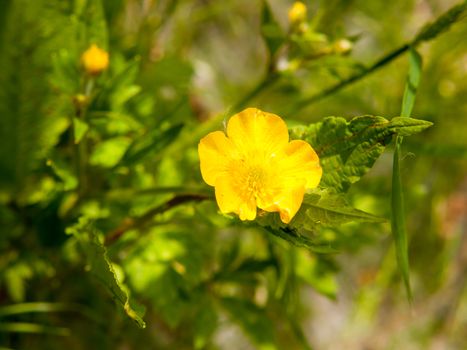 close up of single beautiful yellow flower head buttercup spring; essex; england; uk