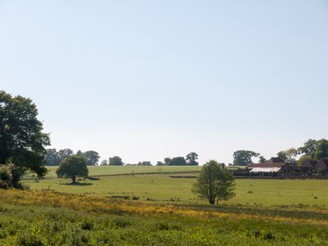open farm field green grass lush pasture landscape background; essex; england; uk