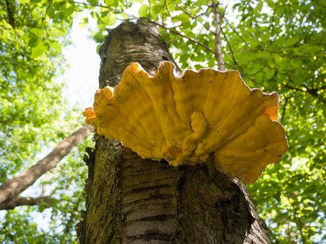 Close up chicken of the woods, sulphur shelf on bark - Laetiporus sulphureus; essex; england; uk