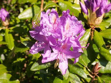 beautiful close up of pink wild spring shrub flower azalea; essex; england; uk