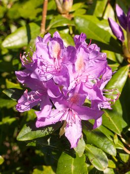 beautiful close up of pink wild spring shrub flower azalea; essex; england; uk