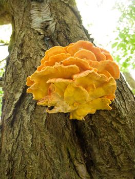 Close up chicken of the woods, sulphur shelf on bark - Laetiporus sulphureus; essex; england; uk