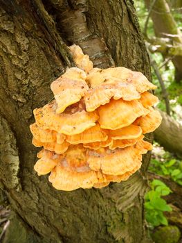 Close up chicken of the woods, sulphur shelf on bark - Laetiporus sulphureus; essex; england; uk