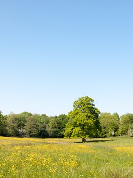 open spring field day lush sky blue green grass background yellow flowers trees; essex; england; uk