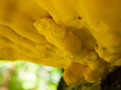 Close up chicken of the woods, sulphur shelf on bark - Laetiporus sulphureus dew macro; essex; england; uk