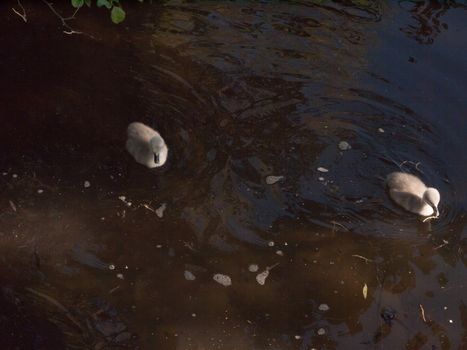 two grey mute swan cygnets down below water surface swimming cute; essex; england; uk