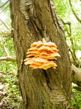 Close up chicken of the woods, sulphur shelf on bark - Laetiporus sulphureus; essex; england; uk