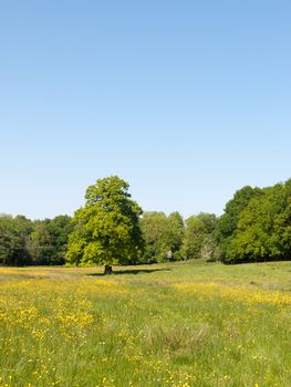 open spring field day lush sky blue green grass background yellow flowers; essex; england; uk