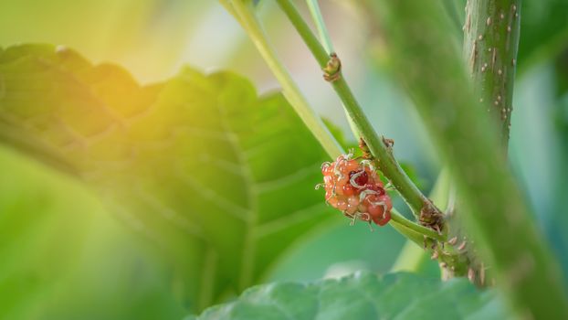 ripe mulberries fruit  in the green foliage